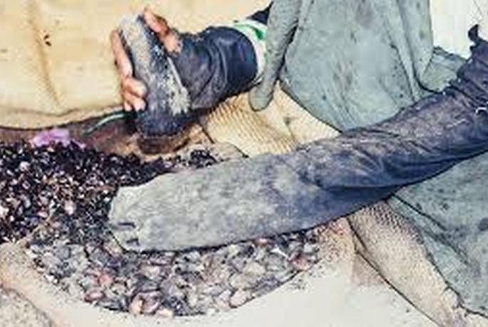 After shedding 10 kg Bhilawa nut you get only 1 kg of Godambi | १० किलो बिबे फोडल्यानंतर मिळते केवळ १ किलो गोडंबी After shedding 10 kg Bhilawa nut you get only 1 kg of Godambi | १० किलो बिबे फोडल्यानंतर मिळते केवळ १ किलो गोडंबी