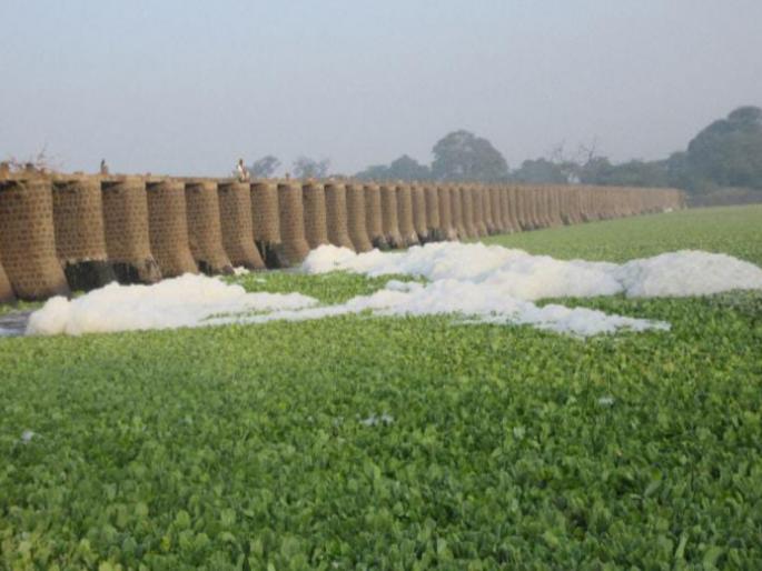 Chemical foam in Mula-Mutha, Bhima river water, health, crops at risk due to toxic water | मुळा- मुठा, भीमा नदीच्या पाण्यात रासायनिक फेस, विषारी पाण्यामुळे आरोग्य, पिके धोक्यात Chemical foam in Mula-Mutha, Bhima river water, health, crops at risk due to toxic water | मुळा- मुठा, भीमा नदीच्या पाण्यात रासायनिक फेस, विषारी पाण्यामुळे आरोग्य, पिके धोक्यात