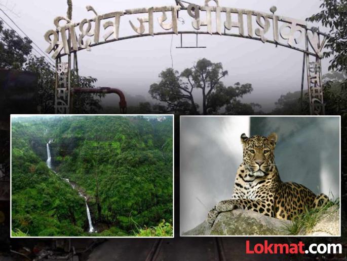 Leopard attack in Bhimashankar sanctuary tribals panicked | भीमाशंकर अभयारण्य परिसरात बिबट्याचा धुमाकूळ; आदिवासी बांधव धास्तावले Leopard attack in Bhimashankar sanctuary tribals panicked | भीमाशंकर अभयारण्य परिसरात बिबट्याचा धुमाकूळ; आदिवासी बांधव धास्तावले