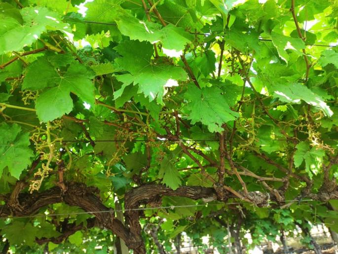 7 lakhs damaged by grapes in vineyard By bats at Linganur | जीवापाड वाढविलेली द्राक्षबाग वटवाघुळांनी एका रात्रीत केली फस्त; लिंगनूर येथे लाखोंचे नुकसान 7 lakhs damaged by grapes in vineyard By bats at Linganur | जीवापाड वाढविलेली द्राक्षबाग वटवाघुळांनी एका रात्रीत केली फस्त; लिंगनूर येथे लाखोंचे नुकसान