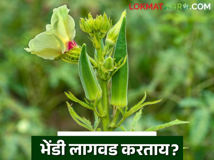 Bhendi Lagwad : Okra cultivation is proving beneficial for perennial vegetable farming | Bhendi Lagwad : बारमाही भाजीपाला शेतीसाठी भेंडी लागवड ठरतेय फायदेशीर Bhendi Lagwad : Okra cultivation is proving beneficial for perennial vegetable farming | Bhendi Lagwad : बारमाही भाजीपाला शेतीसाठी भेंडी लागवड ठरतेय फायदेशीर