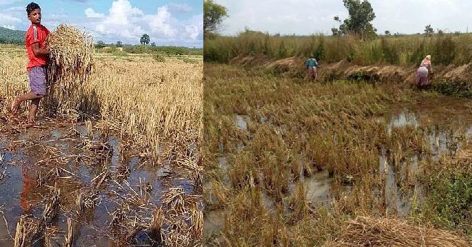 untimely rain cause heavy damage paddy crop farmer suffer losses | अवकाळी पावसाने हिरावला शेतकऱ्यांच्या ताेंडचा घास untimely rain cause heavy damage paddy crop farmer suffer losses | अवकाळी पावसाने हिरावला शेतकऱ्यांच्या ताेंडचा घास
