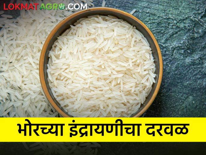 The fragrance of new Indrayani is spread in Bhor taluka | भोर तालुक्यात दरवळतोय नव्या इंद्रायणीचा सुगंध The fragrance of new Indrayani is spread in Bhor taluka | भोर तालुक्यात दरवळतोय नव्या इंद्रायणीचा सुगंध