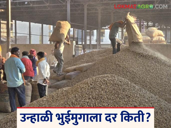 Bhuimug Shenga Market: Significant increase in the arrival of Bhuimug Shenga in Hingoli market Read in detail | Bhuimug Shenga Market: हिंगोली बाजारात भुईमूग शेंगांच्या आवकेत लक्षणीय वाढ वाचा सविस्तर