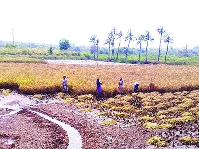 We are in trouble with paddy due to rain | पावसाने भातपिकासह आंबाही संकटात We are in trouble with paddy due to rain | पावसाने भातपिकासह आंबाही संकटात