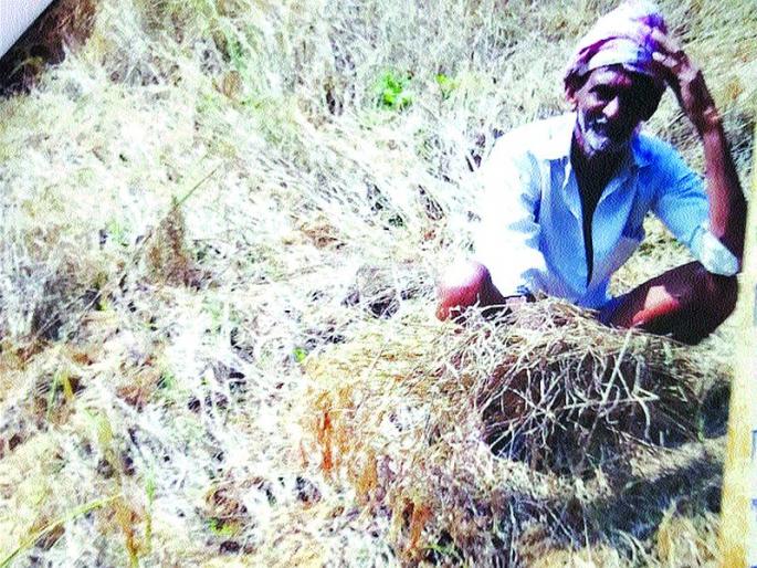 There is no grain in the house, will the family eat? | घरात एकही दाणा राहिलेला नाही, कुटुंब खाणार काय? There is no grain in the house, will the family eat? | घरात एकही दाणा राहिलेला नाही, कुटुंब खाणार काय?