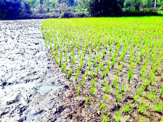 Practices for the victims: Paddy cultivation at Vikramgad | खचलेल्या बळीराजाचा प्रयत्न : विक्रमगडमध्ये भातशेती जोमात Practices for the victims: Paddy cultivation at Vikramgad | खचलेल्या बळीराजाचा प्रयत्न : विक्रमगडमध्ये भातशेती जोमात