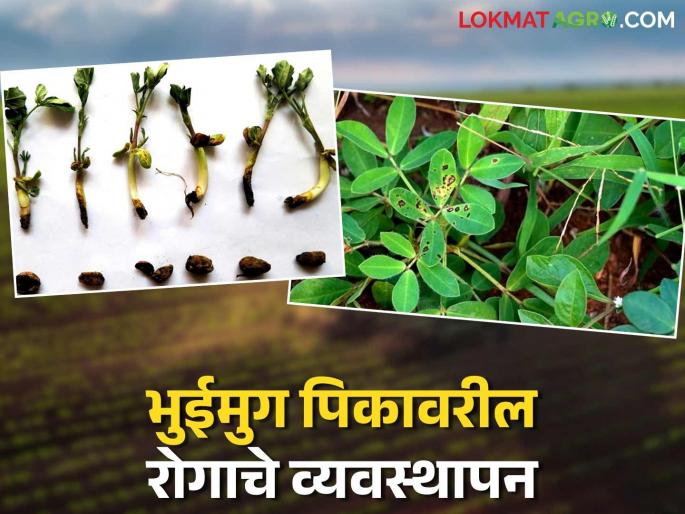 Bhuimug Crop Management: latest news Management of root rot, root rot disease on groundnut crop | Bhuimug Crop Management : भुईमूग पिकावरील खोडकुज, मुळकुज रोगाचे असे करा व्यवस्थापन Bhuimug Crop Management: latest news Management of root rot, root rot disease on groundnut crop | Bhuimug Crop Management : भुईमूग पिकावरील खोडकुज, मुळकुज रोगाचे असे करा व्यवस्थापन