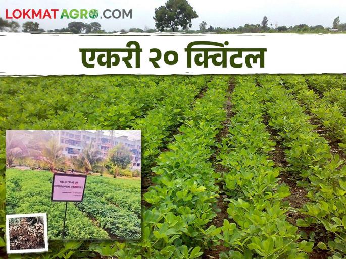 Record high groundnut production in cement forest urban kharghar area farming | Groundnut Production सिमेंटच्या जंगलात भुईमूग उत्पादनाचा विक्रमी उच्चांक Record high groundnut production in cement forest urban kharghar area farming | Groundnut Production सिमेंटच्या जंगलात भुईमूग उत्पादनाचा विक्रमी उच्चांक