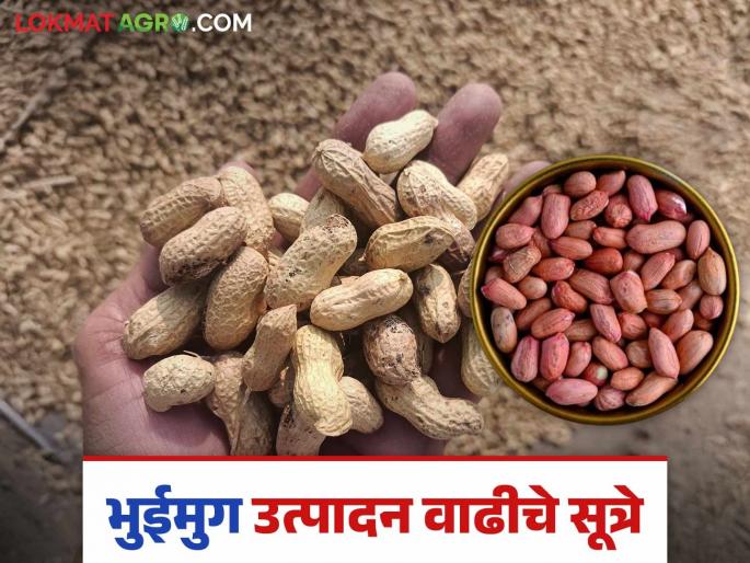 Bhuimug Utpadan : Take these measures to increase the production of groundnut pods and oil | Bhuimug Utpadan : भुईमुगातील शेंगाचे व तेलाचे उत्पादन वाढविण्यासाठी करा हे उपाय Bhuimug Utpadan : Take these measures to increase the production of groundnut pods and oil | Bhuimug Utpadan : भुईमुगातील शेंगाचे व तेलाचे उत्पादन वाढविण्यासाठी करा हे उपाय
