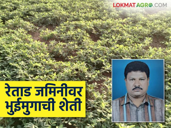 Latest News Farmer bhuimug Success Story Groundnuts flourished on sandy soil, read the success story | Farmer Success Story : मेहनत आली फळाला; रेताड जमिनीवर फुलले भुईमूग, वाचा यशोगाथा   Latest News Farmer bhuimug Success Story Groundnuts flourished on sandy soil, read the success story | Farmer Success Story : मेहनत आली फळाला; रेताड जमिनीवर फुलले भुईमूग, वाचा यशोगाथा
