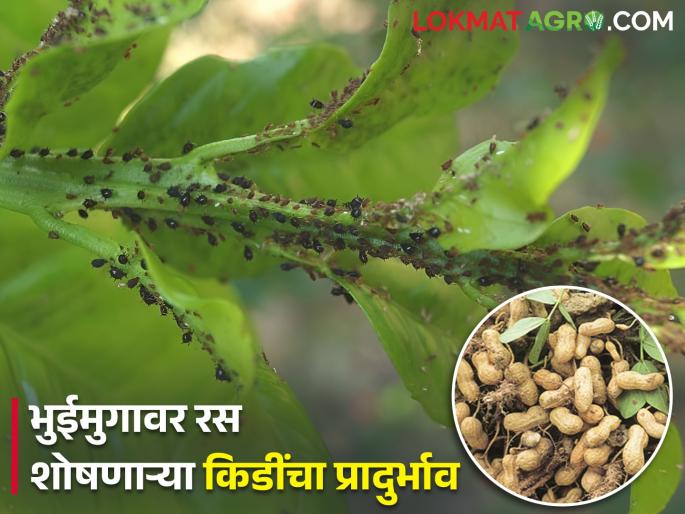 Latest News Integrated pest management of summer groundnut by vishal chaudhri | भुईमुगावर रस शोषणाऱ्या किडींचा प्रादुर्भाव झालाय? असं करा एकात्मिक किड व्यवस्थापन  Latest News Integrated pest management of summer groundnut by vishal chaudhri | भुईमुगावर रस शोषणाऱ्या किडींचा प्रादुर्भाव झालाय? असं करा एकात्मिक किड व्यवस्थापन