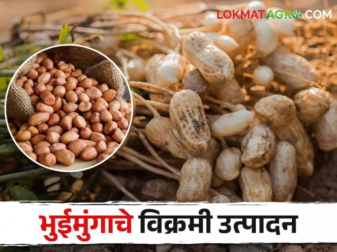 Latest News Cultivation of groundnut crop using modern technology by wardha farmer | Success Story : आधुनिक तंत्रज्ञानाने तारलं, वर्ध्यातील शेतकऱ्याचा भुईमुंगाचा यशस्वी प्रयोग