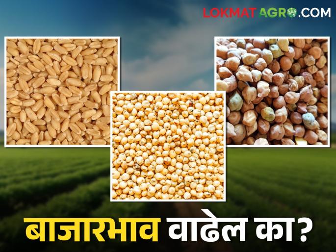 sorghum, wheat, chickpea prices likely to remain stable | भुसार धान्यांचे बाजारभाव स्थिर राहण्याची शक्यता
