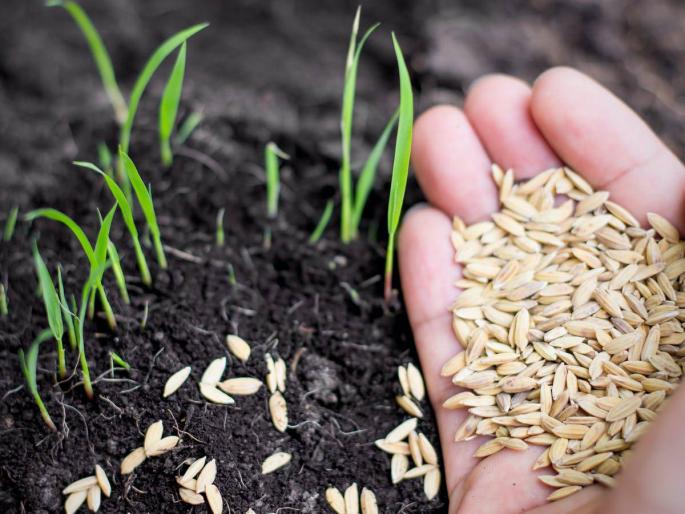 Decision to call for suggestions on Seed Act | बियाणे कायद्यावर सूचना मागविण्याचा निर्णय Decision to call for suggestions on Seed Act | बियाणे कायद्यावर सूचना मागविण्याचा निर्णय