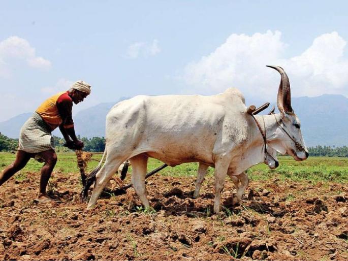 This directive to increase the productivity of cotton, soybean and other oilseeds. | कापूस, सोयाबीनसह इतर तेलबियांची उत्पादकता वाढवण्यासाठी हे निर्देश.. This directive to increase the productivity of cotton, soybean and other oilseeds. | कापूस, सोयाबीनसह इतर तेलबियांची उत्पादकता वाढवण्यासाठी हे निर्देश..