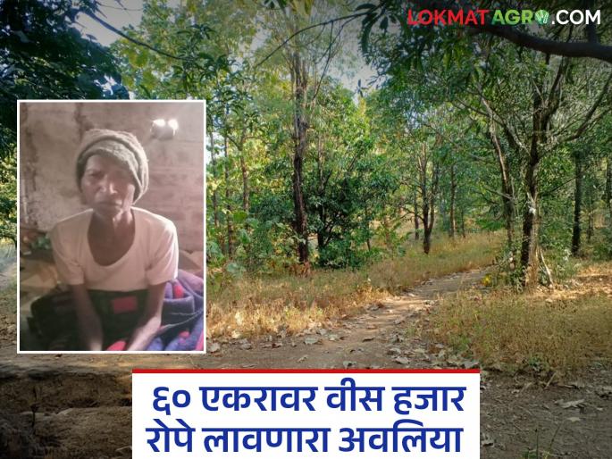 Latest News Nandurbar's Biladya Baba plants and nurtures 20 thousand trees on sixty acres | उघड्या बोडक्या जमिनीवर वीस हजार रोपांचं जंगल उभं राहिलं, नंदुरबारच्या अवलियाची कमाल 