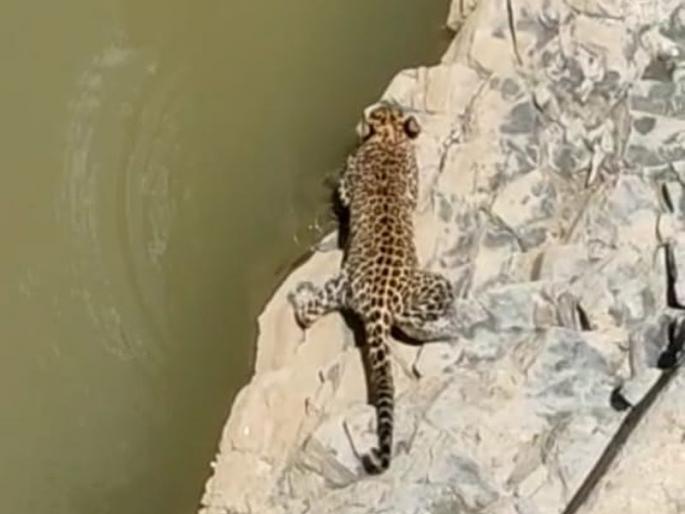 A leopard in search of water fell into a well | पाण्याच्या शोधात आलेला बिबट्या पडला विहिरीत A leopard in search of water fell into a well | पाण्याच्या शोधात आलेला बिबट्या पडला विहिरीत