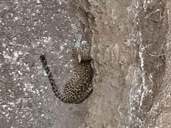 Leopard fell into the dry well; Rescue operation begins | कोरड्या विहिरीत बिबट पडला; बचावकार्य सुरु Leopard fell into the dry well; Rescue operation begins | कोरड्या विहिरीत बिबट पडला; बचावकार्य सुरु