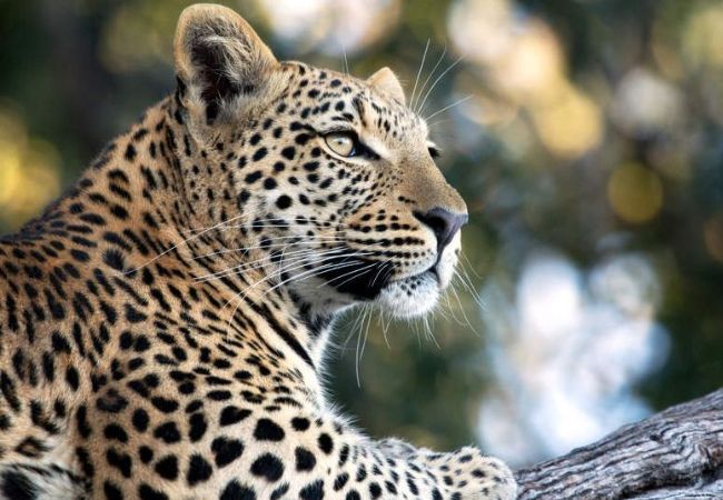 Four tigers and four leopards from Maharashtra were also sent to Gujarat | महाराष्ट्राचे चार वाघ अन् चार बिबटेही पाठविले गुजरातला Four tigers and four leopards from Maharashtra were also sent to Gujarat | महाराष्ट्राचे चार वाघ अन् चार बिबटेही पाठविले गुजरातला