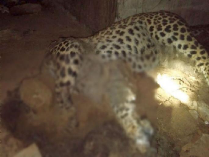 Decomposed carcass of leopard found in a closed sugar factory in Lakhandur | कुजलेल्या अवस्थेत बिबट्याचा मृतदेह आढळला; लाखांदूर येथील घटना Decomposed carcass of leopard found in a closed sugar factory in Lakhandur | कुजलेल्या अवस्थेत बिबट्याचा मृतदेह आढळला; लाखांदूर येथील घटना