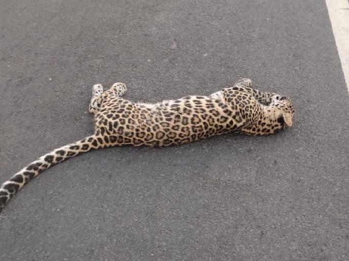 leopard and a cub found dead in the Sahvan area of Talegaon, excitement in the forest department | बिबट्यासह शावकाच्या मृत्यूने खळबळ; तळेगावच्या सहवन क्षेत्रातील घटना leopard and a cub found dead in the Sahvan area of Talegaon, excitement in the forest department | बिबट्यासह शावकाच्या मृत्यूने खळबळ; तळेगावच्या सहवन क्षेत्रातील घटना