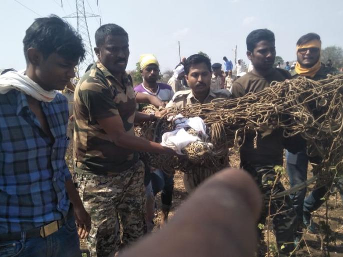 Before trap the mother, leopard calf ran away in the forest | आईचा पत्ता लागण्यापूर्वीच बिबटचा बछडा जंगलात पसार Before trap the mother, leopard calf ran away in the forest | आईचा पत्ता लागण्यापूर्वीच बिबटचा बछडा जंगलात पसार