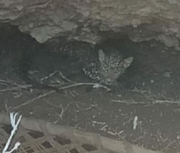Seven hours of hard work leopard taken out of the well | सात तासांच्या अथक परिश्रमांती बिबट्याला काढले विहिरीतून बाहेर!