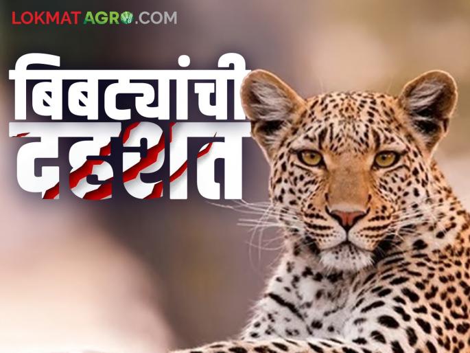 Bibtya dahshat: Read the free circulation of 'so many' thousand leopards in Maharashtra in detail | Bibtya dahshat : महाराष्ट्रात 'इतक्या' हजार बिबट्यांचा मुक्तसंचार वाचा सविस्तर