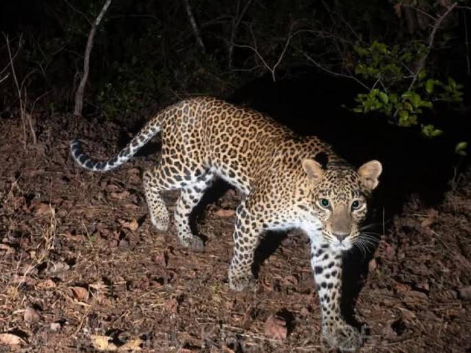 Forest department gets leopard; Rs 560 crore package; Rescue center to be set up in forest to house 1800 leopards | वन विभागाला बिबट्या पावला; ५६० कोटींचे पॅकेज; १८०० बिबटे ठेवण्यासाठी जंगलात रेस्क्यू सेंटर उभारण्यात येणार Forest department gets leopard; Rs 560 crore package; Rescue center to be set up in forest to house 1800 leopards | वन विभागाला बिबट्या पावला; ५६० कोटींचे पॅकेज; १८०० बिबटे ठेवण्यासाठी जंगलात रेस्क्यू सेंटर उभारण्यात येणार