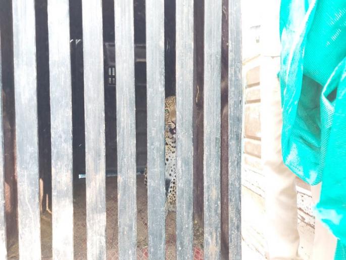 Another leopard was arrested in Shirsatwadi area | पाथर्डी तालुक्यात आणखी एक बिबट्या जेरबंद Another leopard was arrested in Shirsatwadi area | पाथर्डी तालुक्यात आणखी एक बिबट्या जेरबंद