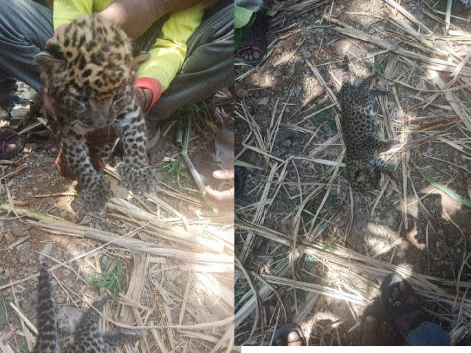 Hid: Two leopards found in the black area: - Medical officer with the forest officer, at the spot. | कºहाड : काले परिसरात सापडली दोन बिबट्यांची बछडे- : वन अधिकाºयांसह वैद्यकीय पथक घटनास्थळी Hid: Two leopards found in the black area: - Medical officer with the forest officer, at the spot. | कºहाड : काले परिसरात सापडली दोन बिबट्यांची बछडे- : वन अधिकाºयांसह वैद्यकीय पथक घटनास्थळी