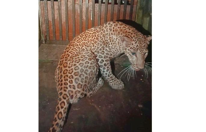 The leopard that attacked the two-and-a-half-year-old girl caught in durgapur | अडीच वर्षांच्या चिमुकलीवर हल्ला करणारा बिबट्या अखेर जेरबंद The leopard that attacked the two-and-a-half-year-old girl caught in durgapur | अडीच वर्षांच्या चिमुकलीवर हल्ला करणारा बिबट्या अखेर जेरबंद