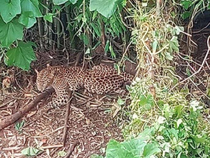 A leopard got stuck in a trap set for a dog | श्वानासाठी लावलेल्या फासात अडकला बिबट; थोडक्यात बचावला जीव A leopard got stuck in a trap set for a dog | श्वानासाठी लावलेल्या फासात अडकला बिबट; थोडक्यात बचावला जीव