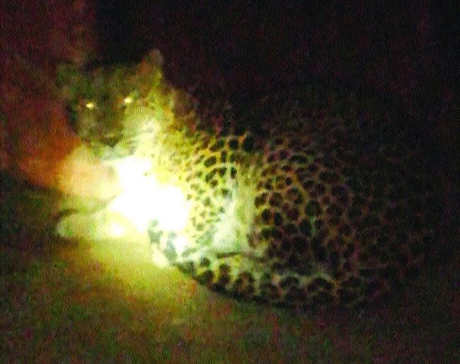 Bibtoba CCTV in captivity to dawn-to-dawn, Phaltan city: Curiosity ran out | पहाटे फिरायला जाणाºयांना सावधान , फलटण शहरात बिबटोबा सीसीटीव्हीत कैद : उत्सुकता संपली Bibtoba CCTV in captivity to dawn-to-dawn, Phaltan city: Curiosity ran out | पहाटे फिरायला जाणाºयांना सावधान , फलटण शहरात बिबटोबा सीसीटीव्हीत कैद : उत्सुकता संपली