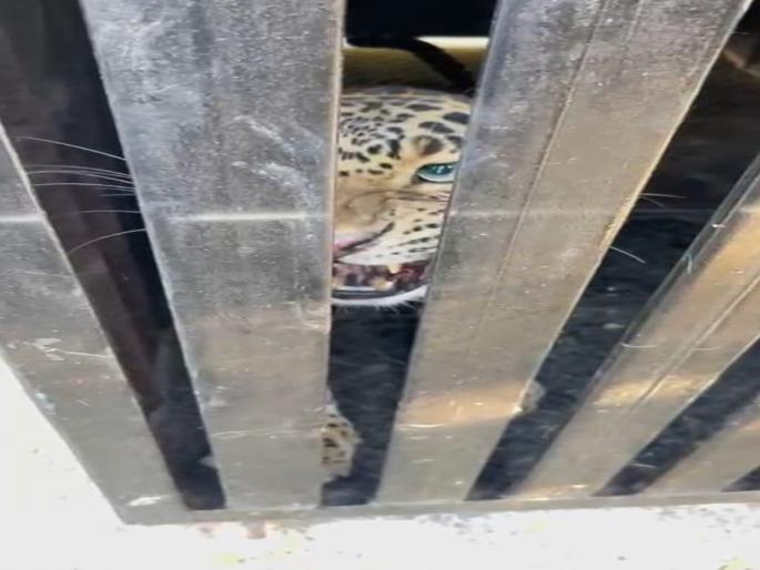 Pune leopard attack Another leopard successfully captured in a cage set up by the forest department in Pimperkhed | Leopard Attack : शिरूर तालुक्यात पुन्हा बिबट्या जेरबंद! वन विभागासमोर मोठे आव्हान Pune leopard attack Another leopard successfully captured in a cage set up by the forest department in Pimperkhed | Leopard Attack : शिरूर तालुक्यात पुन्हा बिबट्या जेरबंद! वन विभागासमोर मोठे आव्हान