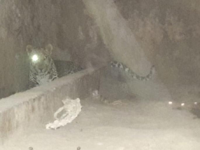 In Parner taluka, the leopard is in Kondale house | पारनेर तालुक्यात बिबट्याला कोंडले घरात In Parner taluka, the leopard is in Kondale house | पारनेर तालुक्यात बिबट्याला कोंडले घरात