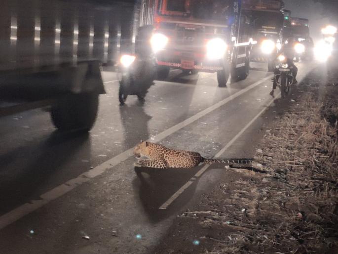 Fifteen hours later, the search for the injured leopard stopped | पंधरा तासानंतर जखमी बिबट्याची शोधमोहीम थांबली