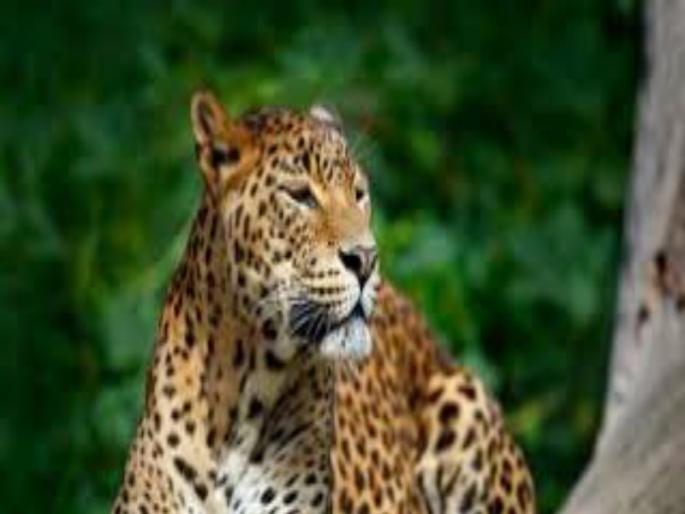 Bimono buffer hunts in a buffer! | बामणोलीच्या बफरमध्ये बिबट्याची शिकार! Bimono buffer hunts in a buffer! | बामणोलीच्या बफरमध्ये बिबट्याची शिकार!