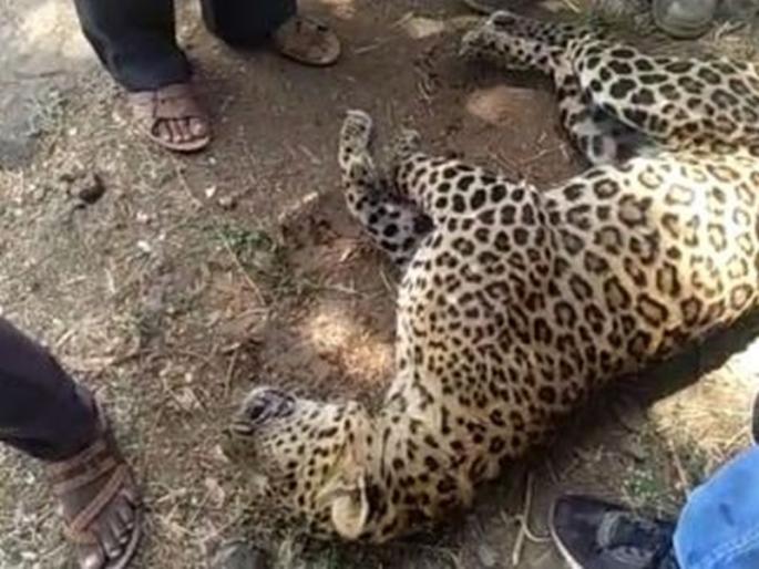 The leopard died in forests by accident and forest department done last rite | वाहनाच्या धडकेत बिबट्या ठार, वनविभागाकडून अंत्यविधी The leopard died in forests by accident and forest department done last rite | वाहनाच्या धडकेत बिबट्या ठार, वनविभागाकडून अंत्यविधी