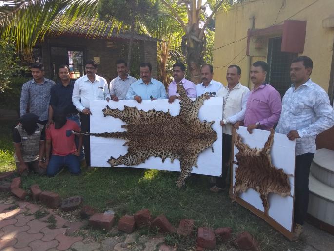 Trafficking of wild animals: Duty arrests | वन्य प्राण्यांच्या कातडयांची तस्करी : दुकलीला अटक Trafficking of wild animals: Duty arrests | वन्य प्राण्यांच्या कातडयांची तस्करी : दुकलीला अटक