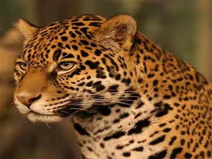 Due to the leakage in the Ranjni area, excitement in the villagers | रांझणी परिसरात बिबटय़ा दिसल्याने ग्रामस्थांमध्ये खळबळ Due to the leakage in the Ranjni area, excitement in the villagers | रांझणी परिसरात बिबटय़ा दिसल्याने ग्रामस्थांमध्ये खळबळ