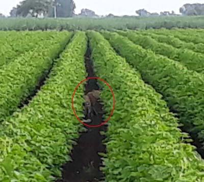 Thunderbolt threw the leopard | ठेंगचे शिवारात बिबटय़ाचा थरार Thunderbolt threw the leopard | ठेंगचे शिवारात बिबटय़ाचा थरार