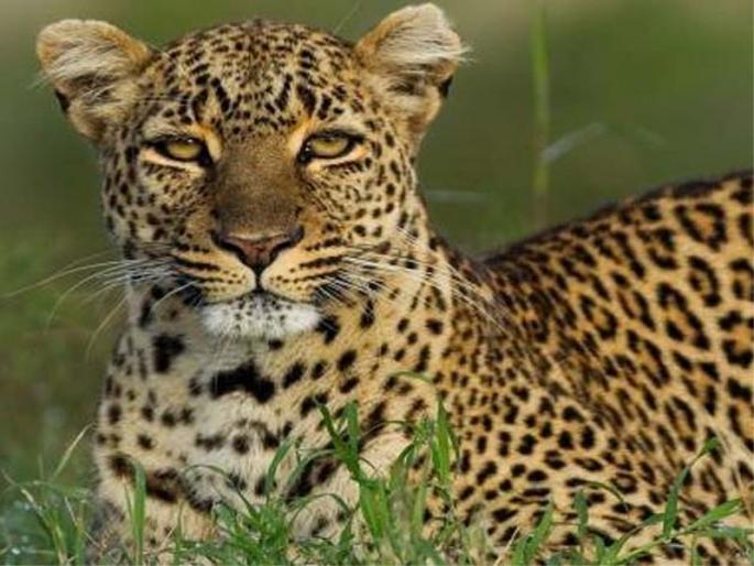She killed in a leopard attack in Khwadi Shivar | खरवड शिवारात बिबटय़ाच्या हल्ल्यात मेंढय़ा ठार She killed in a leopard attack in Khwadi Shivar | खरवड शिवारात बिबटय़ाच्या हल्ल्यात मेंढय़ा ठार