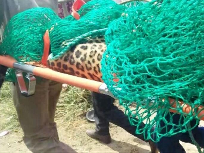Leopard enter in Rajni village, one injured | राजनी गावात बिबट्याचा थरार, एक जखमी Leopard enter in Rajni village, one injured | राजनी गावात बिबट्याचा थरार, एक जखमी