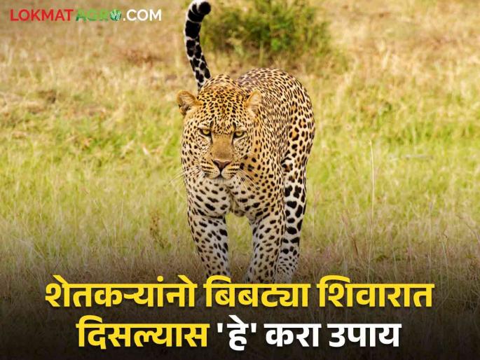 Leopard Awareness : leopard in farms; Farmers be careful! | Leopard Awareness : बिबट्या फिरतोय शिवारात; शेतकऱ्यांनो 'ही' घ्या खबरदारी ! वाचा सविस्तर Leopard Awareness : leopard in farms; Farmers be careful! | Leopard Awareness : बिबट्या फिरतोय शिवारात; शेतकऱ्यांनो 'ही' घ्या खबरदारी ! वाचा सविस्तर