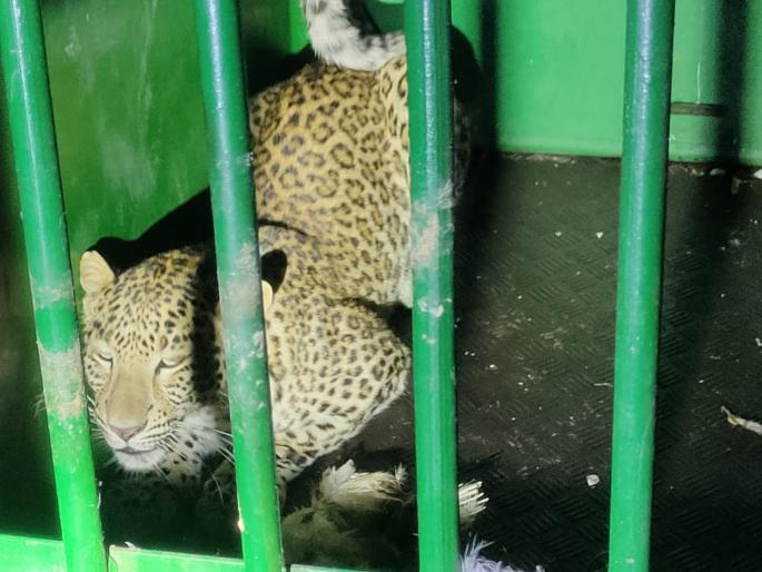 Finally, that tiger who terrorized Durgapur was jailed | अखेर दुर्गापुरात दहशत माजवणारा तो बिबट जेरबंद