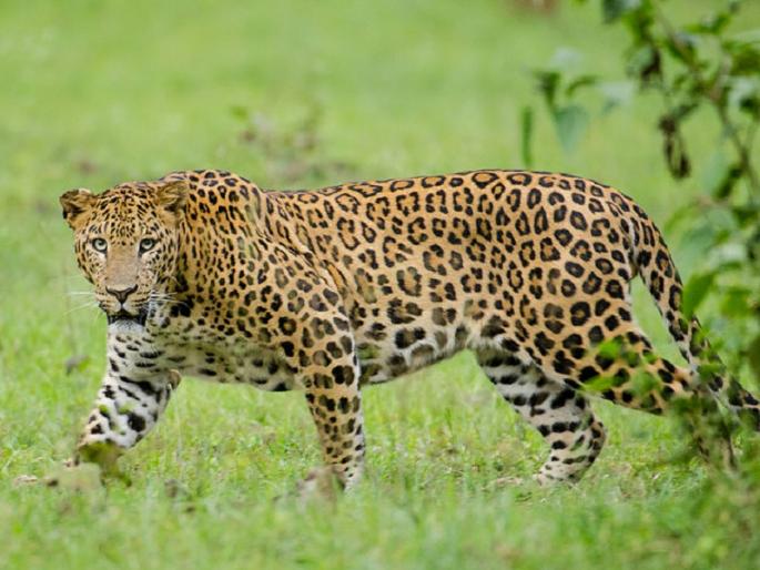 Leopard attacks bikers at Sakhloli as 27-year-old youth injured | साखळोली येथे दुचाकीस्वारांवर बिबट्याचा हल्ला; २७ वर्षीय युवक जखमी Leopard attacks bikers at Sakhloli as 27-year-old youth injured | साखळोली येथे दुचाकीस्वारांवर बिबट्याचा हल्ला; २७ वर्षीय युवक जखमी