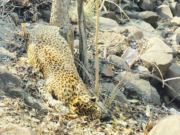 Death of leopard in Ghatbari forest area; Decaying dead body found: Forest department made Panchnama | घाटबाेरी वनपरिक्षेत्रात बिबट्याचा मृत्यू; कुजत असलेला मृतदेह आढळला : वनविभागाने केला पंचनामा Death of leopard in Ghatbari forest area; Decaying dead body found: Forest department made Panchnama | घाटबाेरी वनपरिक्षेत्रात बिबट्याचा मृत्यू; कुजत असलेला मृतदेह आढळला : वनविभागाने केला पंचनामा