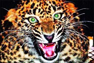 Panchavati leopard again? | पंचवटीत पुन्हा बिबट्या? Panchavati leopard again? | पंचवटीत पुन्हा बिबट्या?